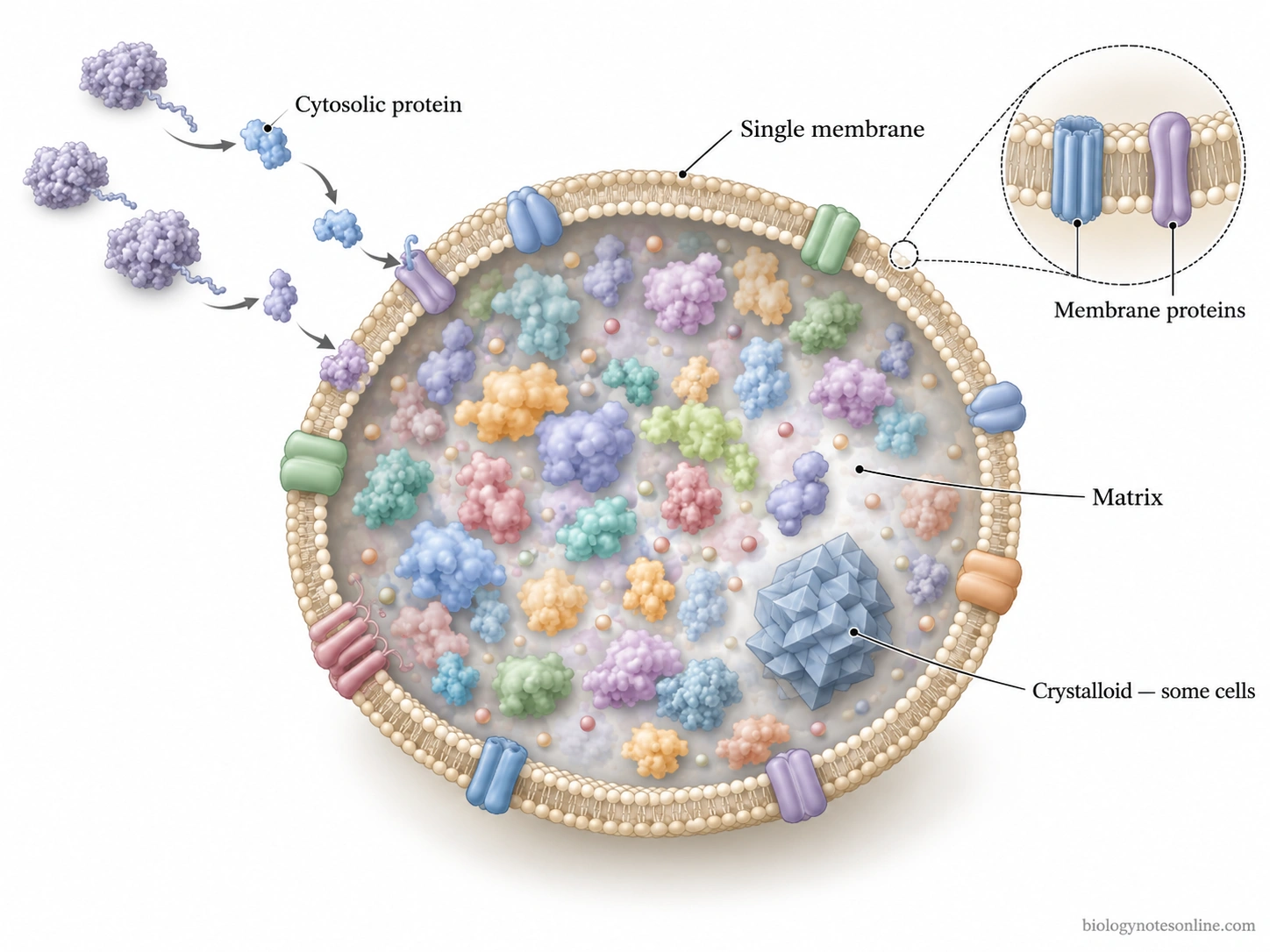 Cutaway diagram of a peroxisome showing its single membrane, enzyme-rich matrix, membrane proteins, and optional crystalloid structure.