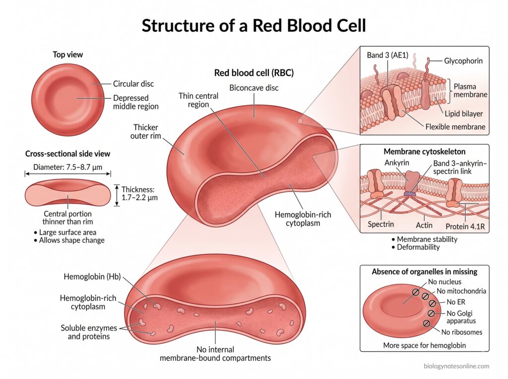 Red Blood Cells (RBCs): Definition, Structure, Functions, Formation and Life Cycle 3 Diagram showing Structure of a Red Blood Cell