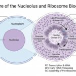 Labeled Diagram of the Nucleolus
