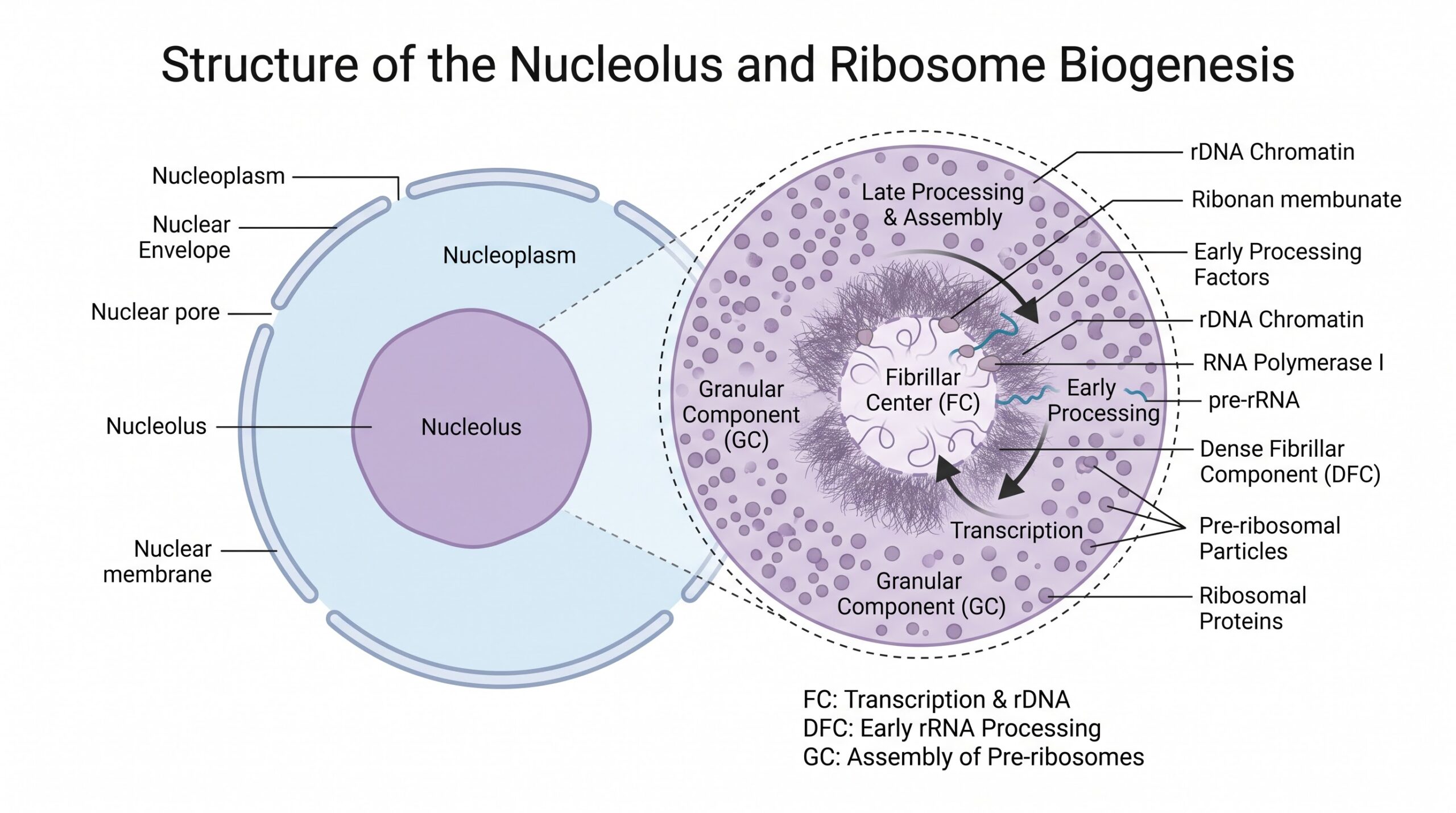 Labeled Diagram of the Nucleolus