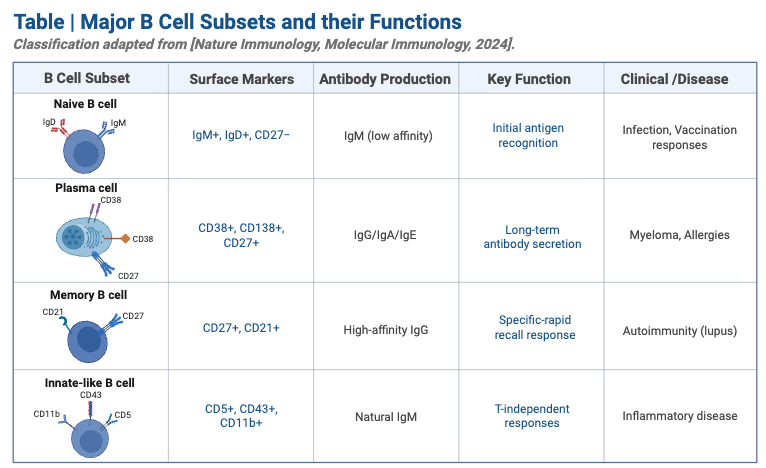 Table _ Major B Cell Subsets and their Functions