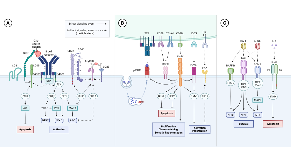 Targeting B Cell Co-Receptors for Vaccine Design