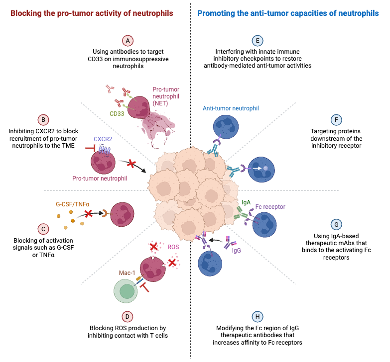 Targeting Neutrophils in Cancer_ The Pro- and Anti-tumor Activities of Neutrophils
