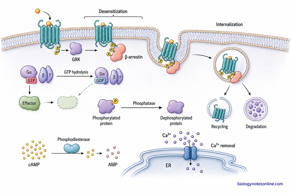 Signal termination through GPCR desensitization and internalization, GTP hydrolysis, protein dephosphorylation, cAMP degradation, and calcium removal.