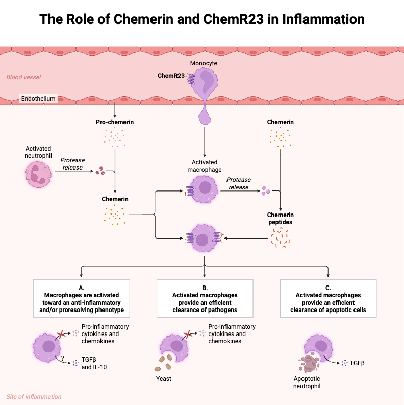 The Role of Chemerin and ChemR23 in Inflammation
