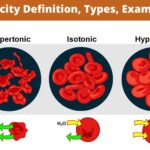 Tonicity Definition, Types, Examples