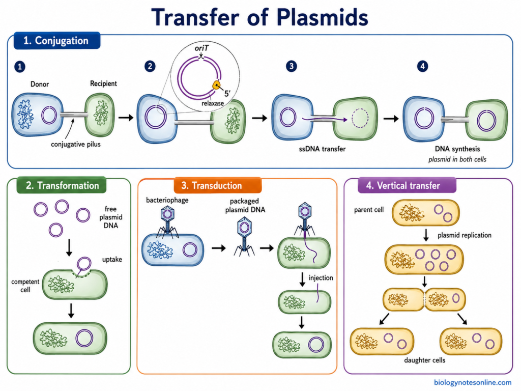 Transfer of Plasmids