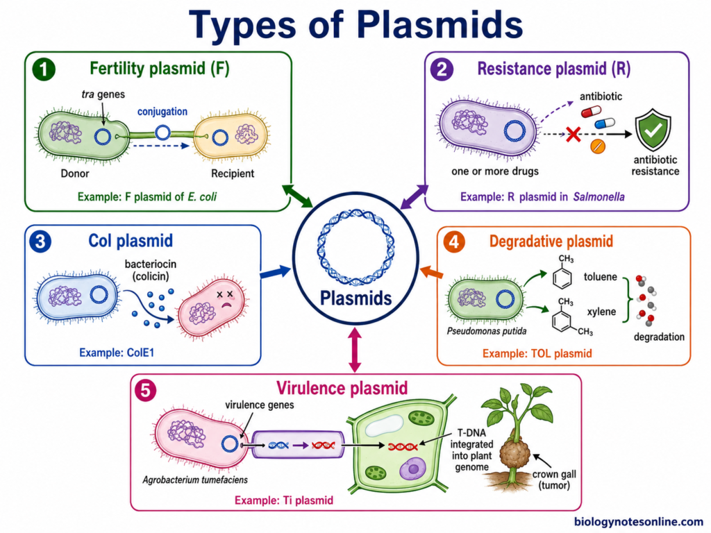 Types of Plasmids