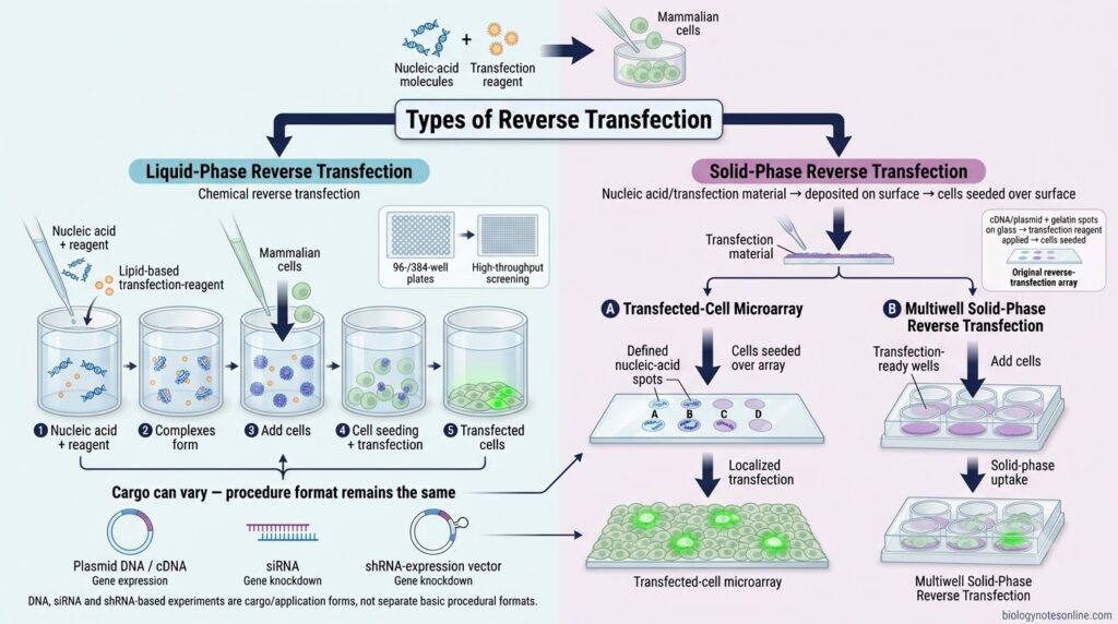 Reverse Transfection: Principle, Protocol, Steps & Applications 1 Types of Reverse Transfection