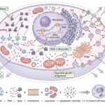 Diagram showing What Happens Inside a Cell During Growth