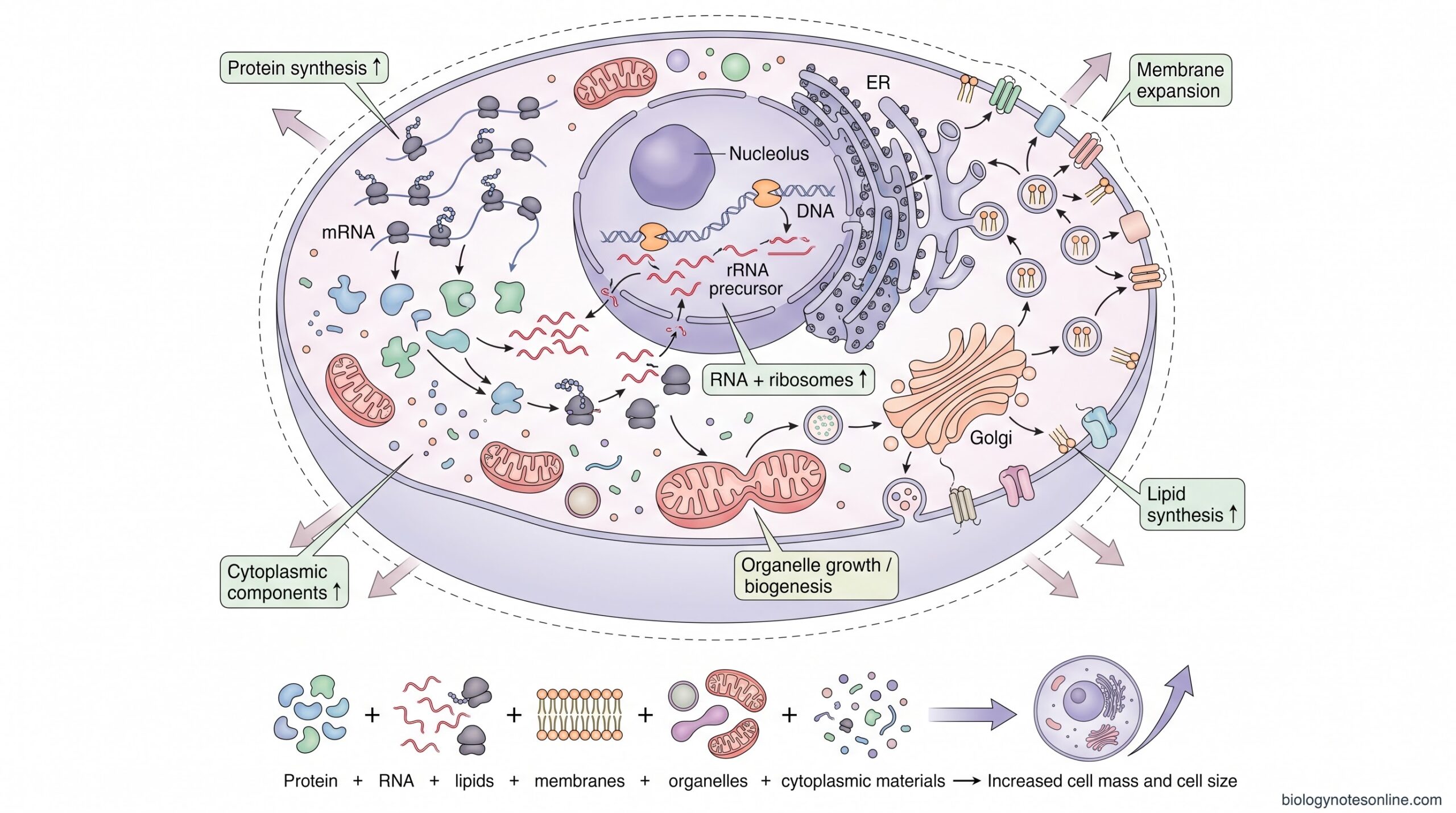 Diagram showing What Happens Inside a Cell During Growth