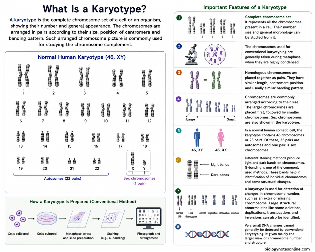 Diagram showing Karyotype