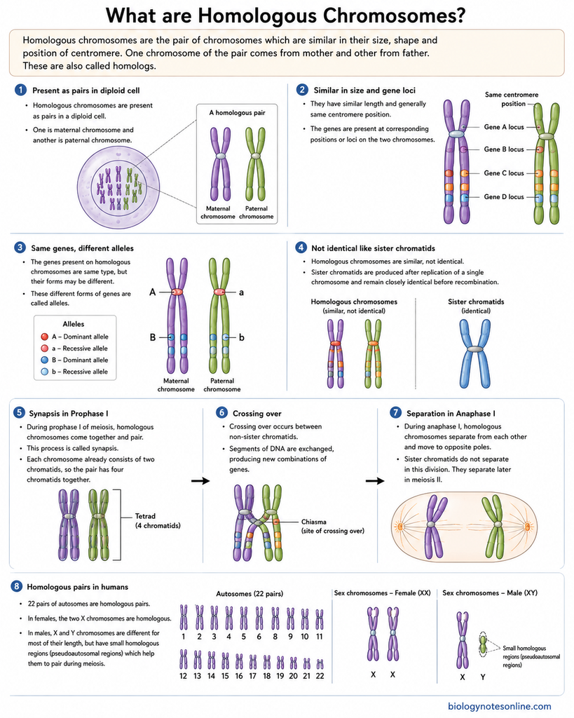 Diagram showing Homologous Chromosomes