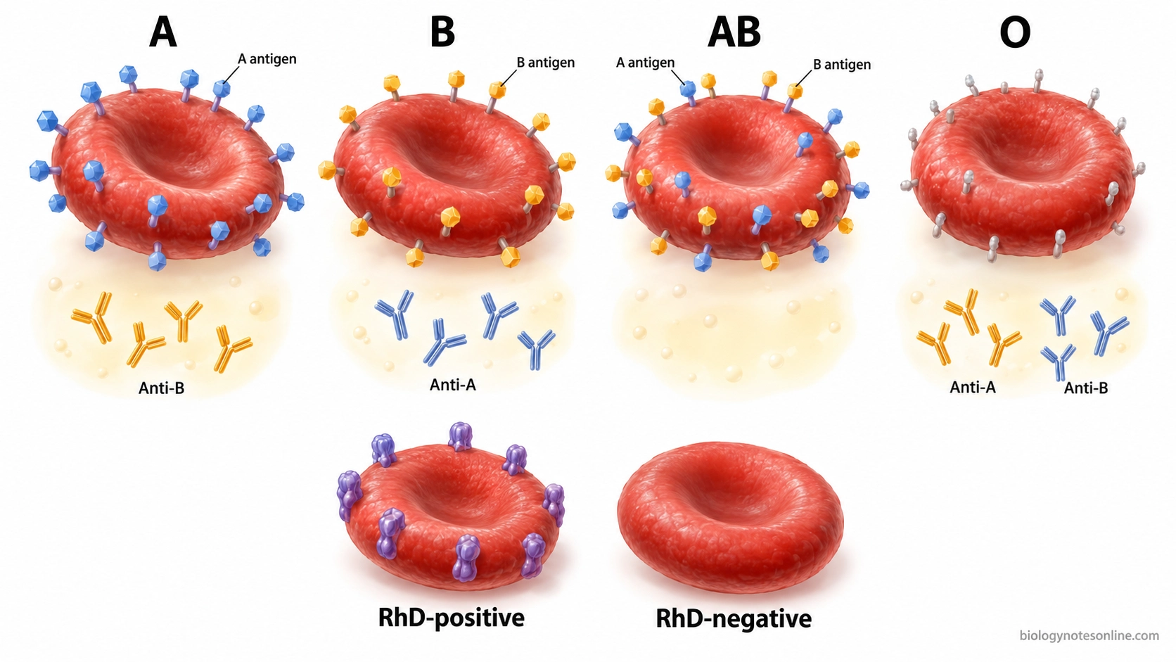 Four ABO blood groups showing A and B red-cell antigens, corresponding plasma antibodies, and a separate comparison of RhD-positive and RhD-negative cells.