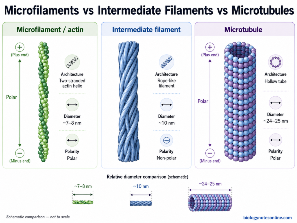 Intermediate Filaments - Definition, Structure, Function 5 Comparison of actin microfilaments, intermediate filaments and microtubules showing their relative diameters, basic structures and filament polarity.