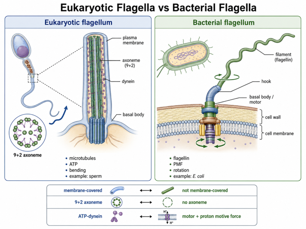 diagram showing Eukaryotic Flagella vs Bacterial Flagella