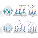 Two dot blot detection pathways showing antibodies binding immobilized proteins and complementary probes hybridizing with DNA or RNA on separate membranes.