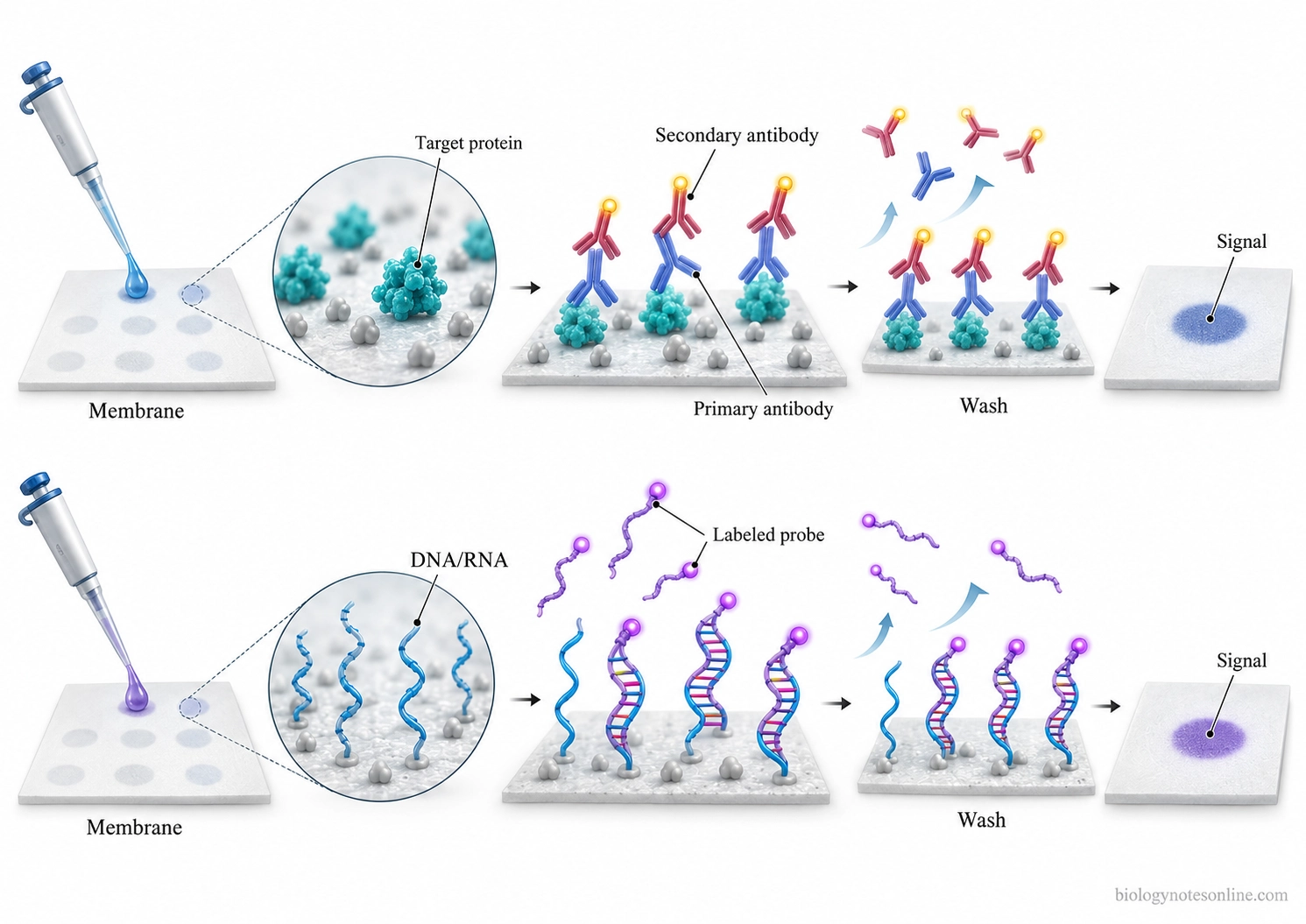 Two dot blot detection pathways showing antibodies binding immobilized proteins and complementary probes hybridizing with DNA or RNA on separate membranes.