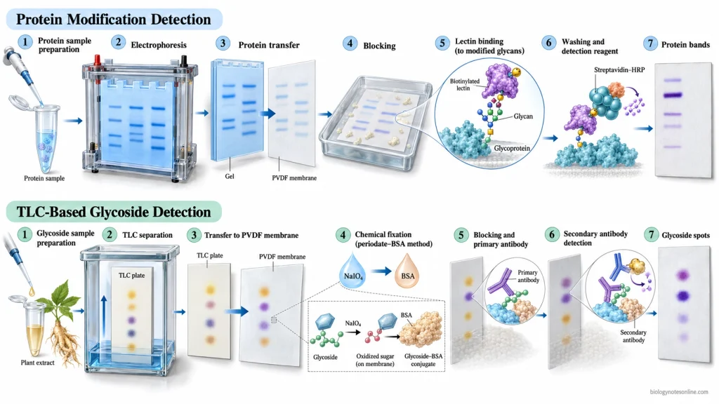 Two eastern blotting procedures showing protein electrophoresis, membrane transfer and lectin detection above TLC glycoside separation, fixation and antibody detection.
