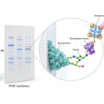 Protein separation and membrane transfer followed by biotinylated lectin binding to glycan-modified proteins and streptavidin-based signal detection.