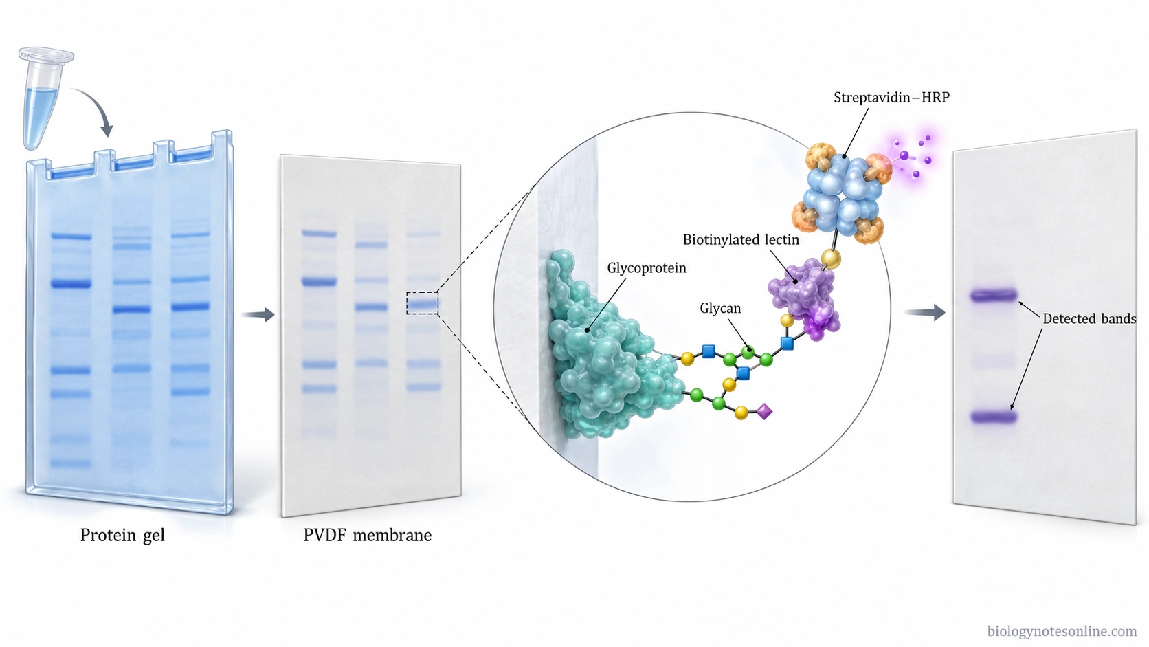 Protein separation and membrane transfer followed by biotinylated lectin binding to glycan-modified proteins and streptavidin-based signal detection.