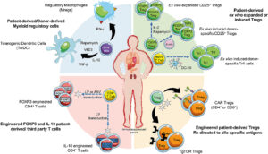 Transplantation – Definition, Types, Examples