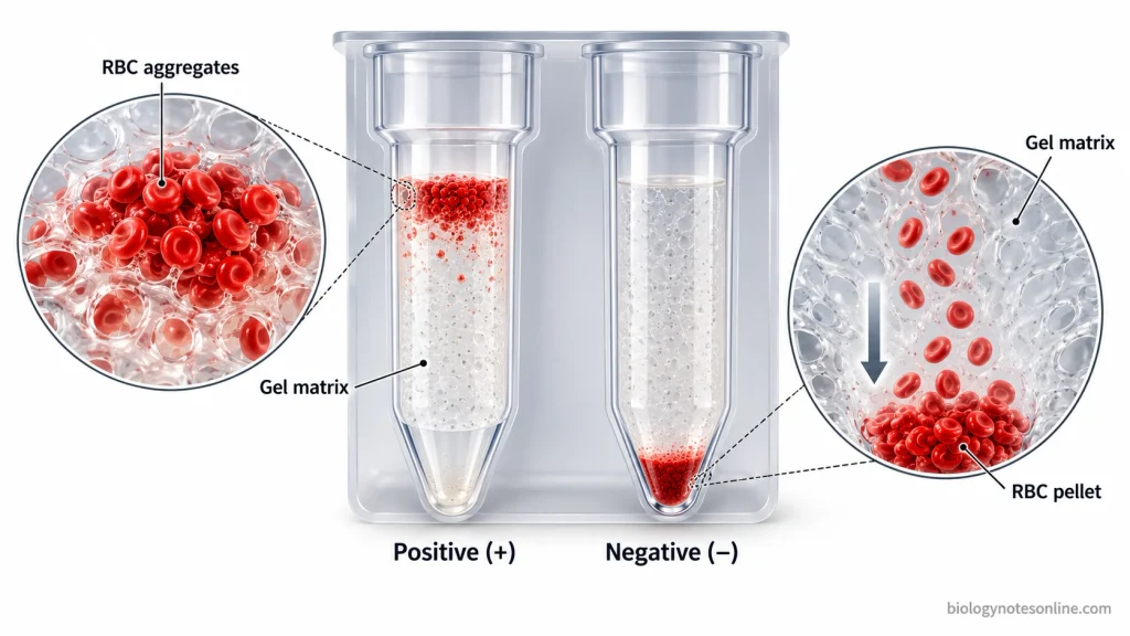 Two gel-card microcolumns showing agglutinated red blood cells retained near the top of the gel and non-agglutinated cells collected at the bottom.