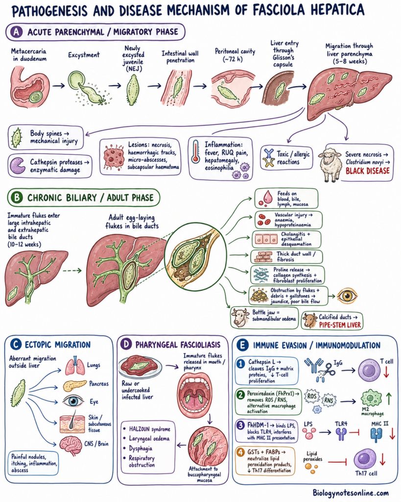 illustration showing Pathogenesis and Disease Mechanism of Fasciola hepatica
