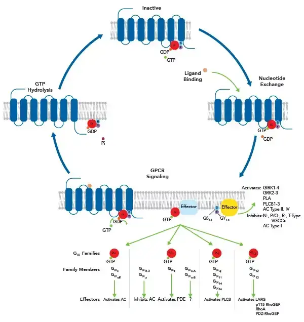 Signaling Pathway of G Protein Coupled Receptors
