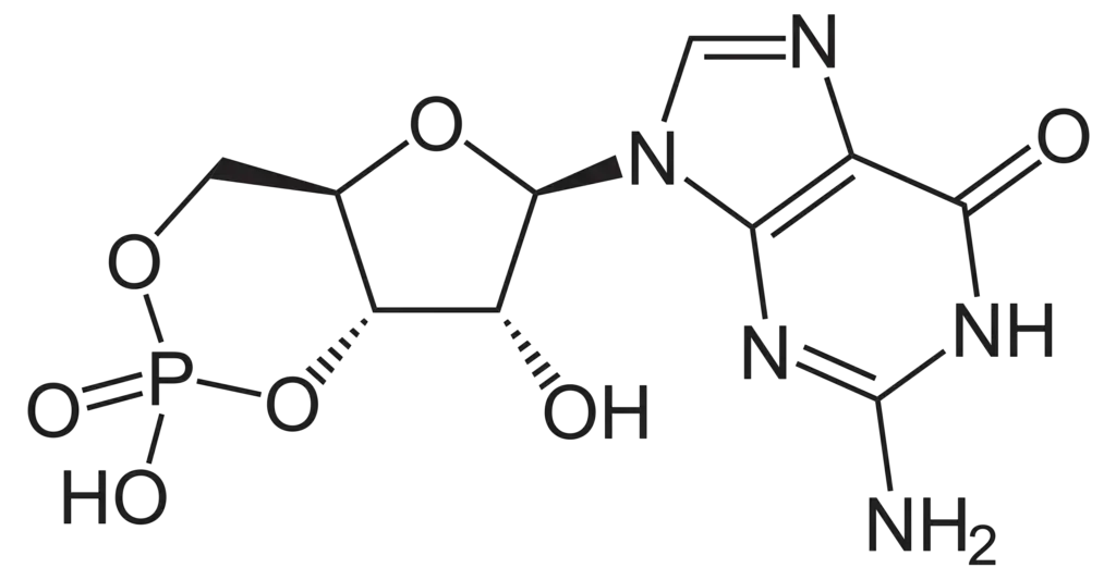 Characteristics of cGMP