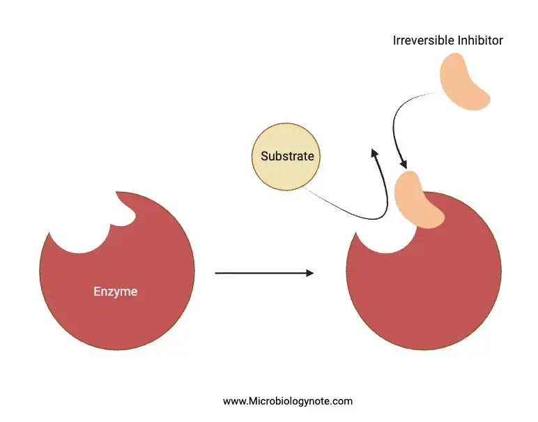 Irreversible inhibition