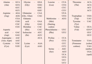 Genetic Code - Definition, Characteristics, Wobble Hypothesis - Biology ...