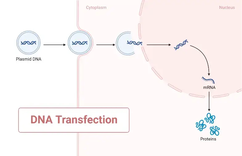 DNA Transfection
