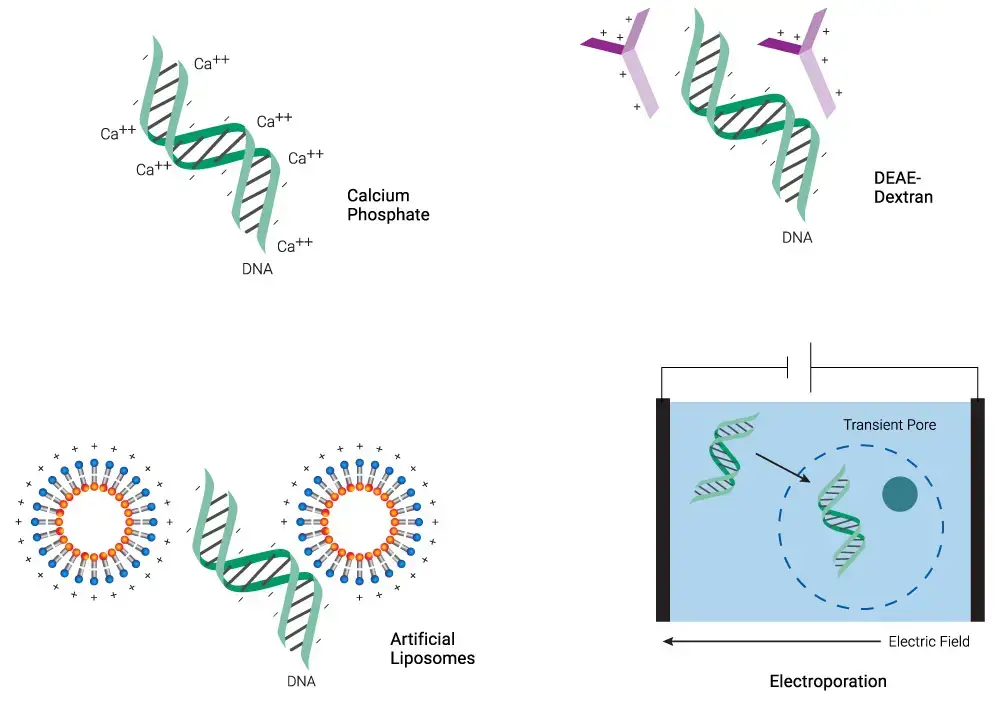 Chemical Methods of transfection – Schematic representation of common transfection methods