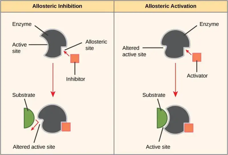  Allosteric inhibition