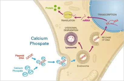 Calcium Phosphate