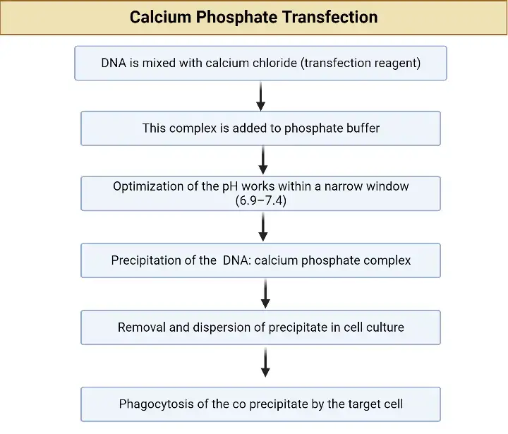 Calcium Phosphate Transfection

