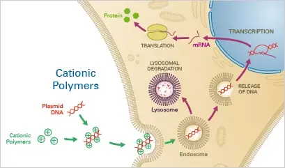 Cationic Polymers