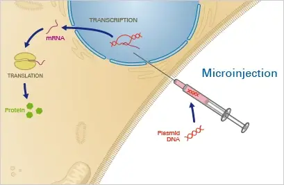 Microinjection