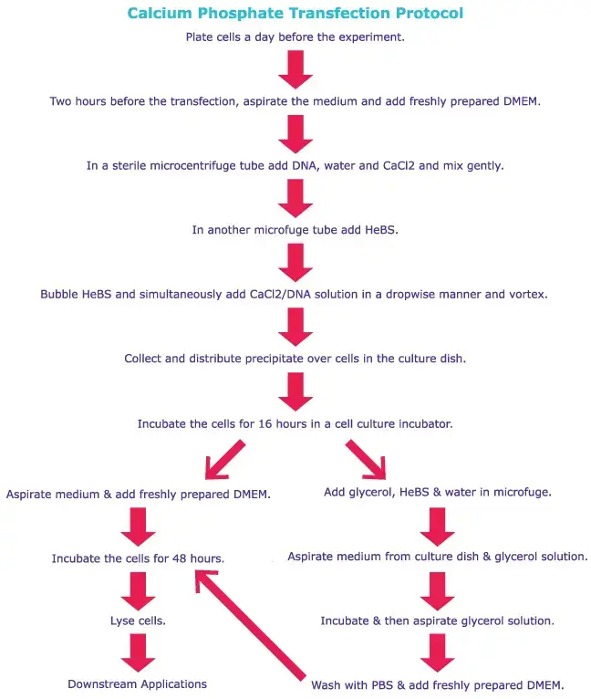 Transfection - Definition, Types, Principle, Applications - Biology ...