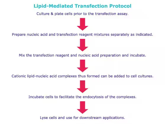 lipid mediated transfection