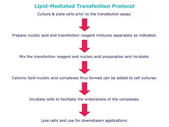 lipid mediated transfection