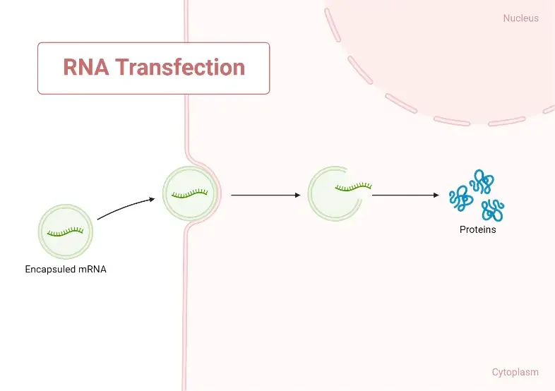 RNA transfection
