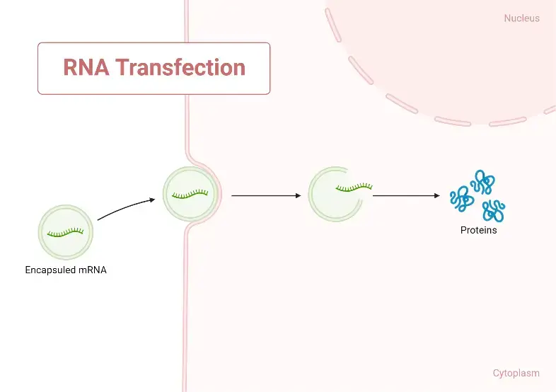 Transfection - Definition, Types, Principle, Applications - Biology ...