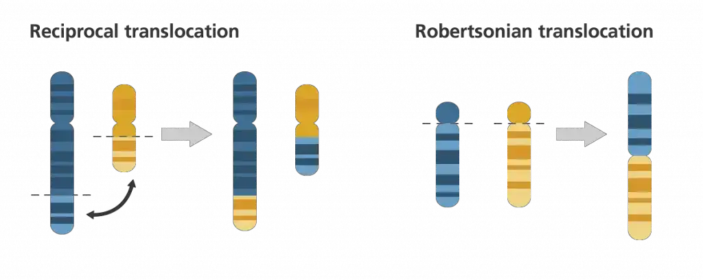 Translocation