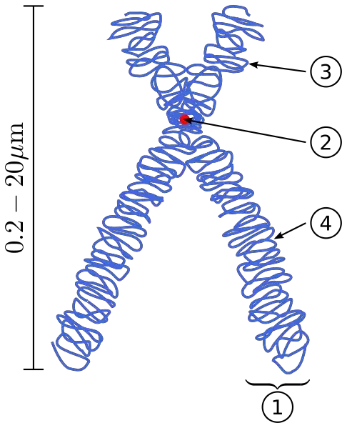 Diagram of a replicated and condensed metaphase eukaryotic chromosome. (1) Chromatid – one of the two identical parts of the chromosome after S phase. (2) Centromere – the point where the two chromatids touch. (3) Short arm (p). (4) Long arm (q). 