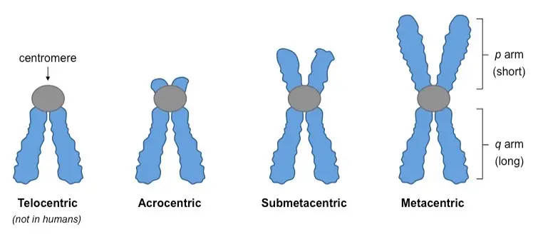 Types of Chromosomes Based on the Location of Centromere

