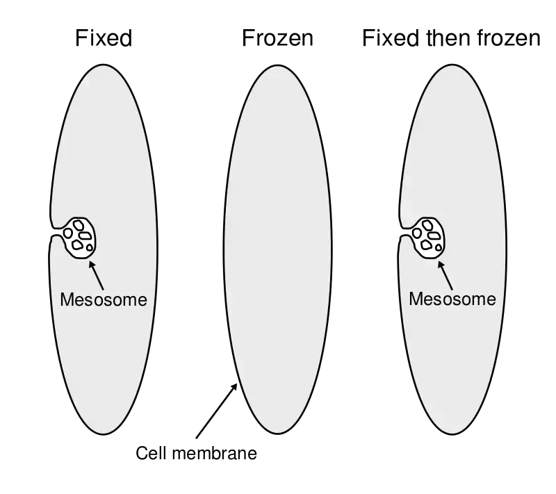 Mesosomes