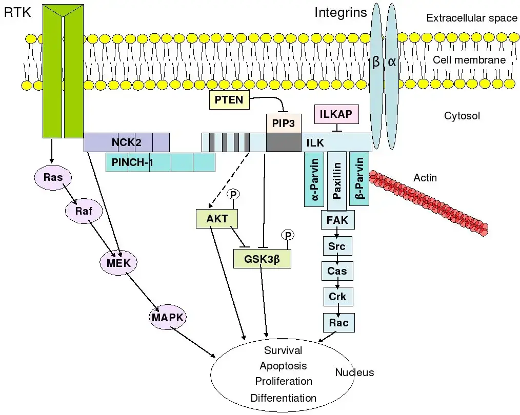 An overview of integrin-mediated signal transduction, adapted from Hehlgens et al. (2007).