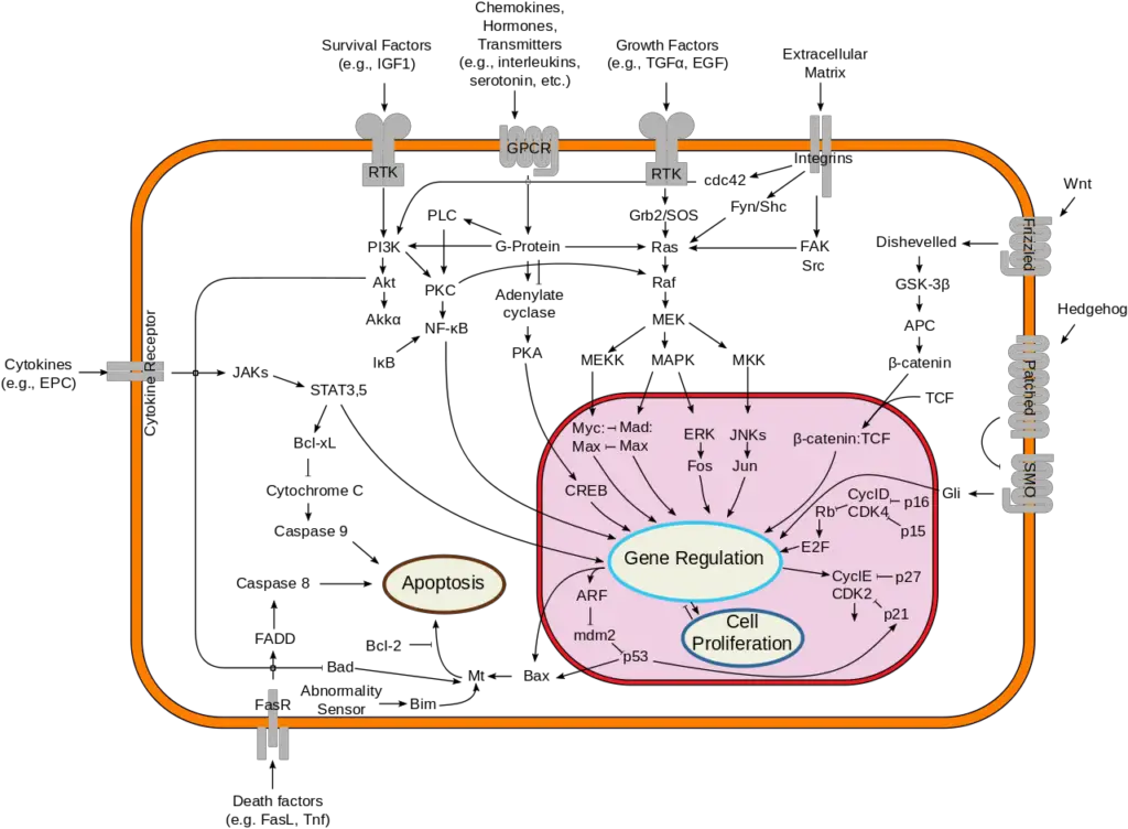 Simplified representation of major signal transduction pathways in mammals.